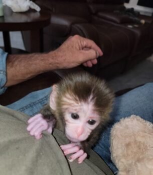 bali macaque baby male cute for sale exotic pet