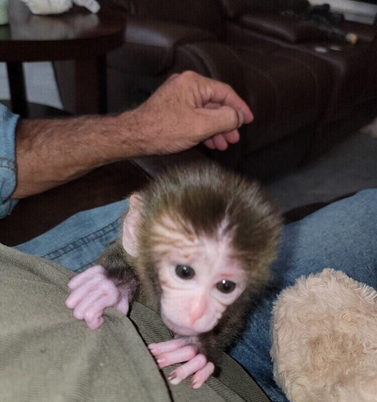 bali macaque baby male cute for sale exotic pet