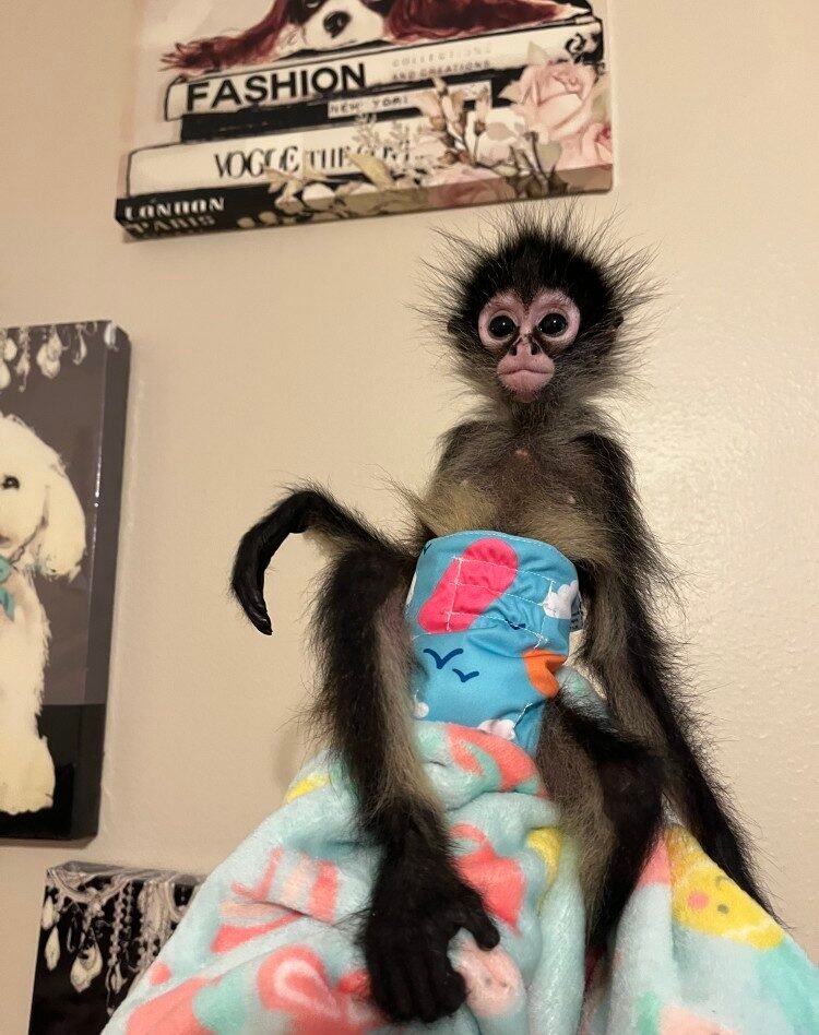 sasha female spider monkey exotic pets for sale