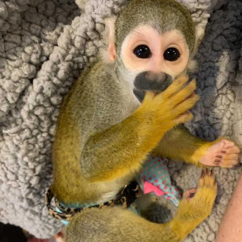 Squirrel Monkeys For Sale - Image 3