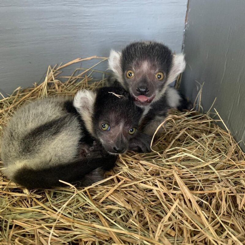 Baby black-and-white ruffed lemur - Image 2