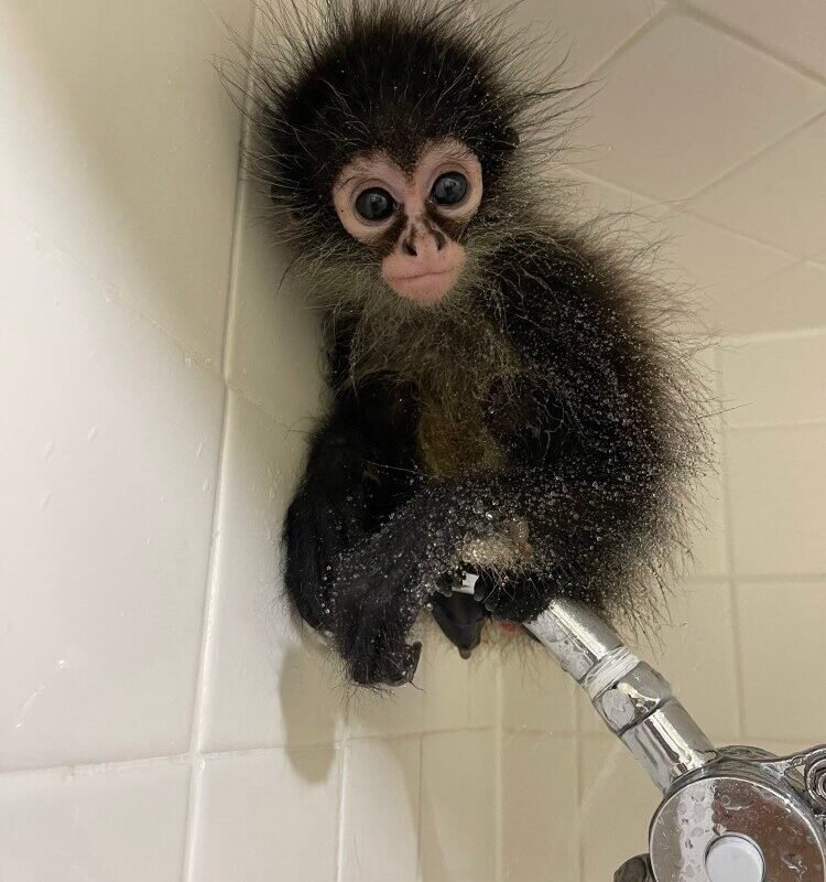 Manga spider monkey for sale exotic pet