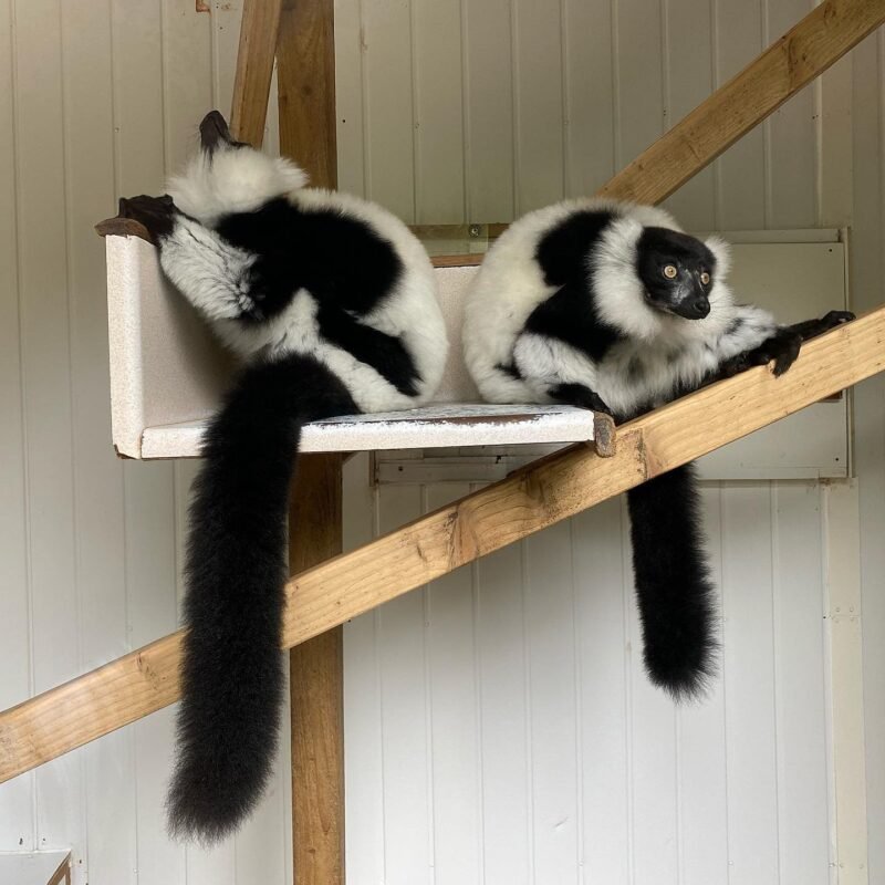 Black-white ruffed lemur Females