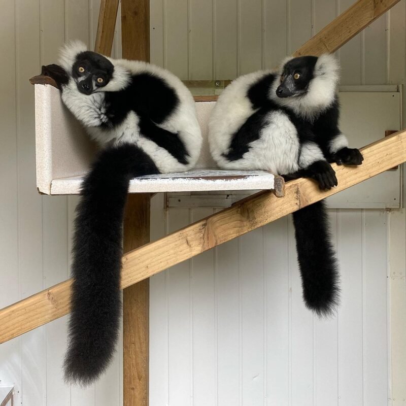 Black-white ruffed lemur Females - Image 2