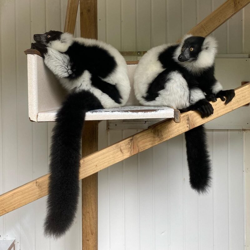 Black-white ruffed lemur Females - Image 3