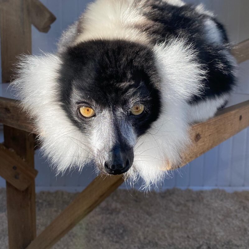 Black-and-white ruffed lemur Male - Image 2