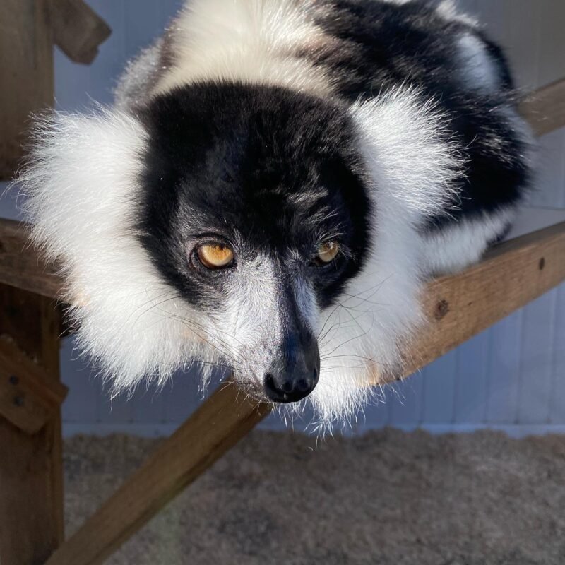 Black-and-white ruffed lemur Male - Image 3