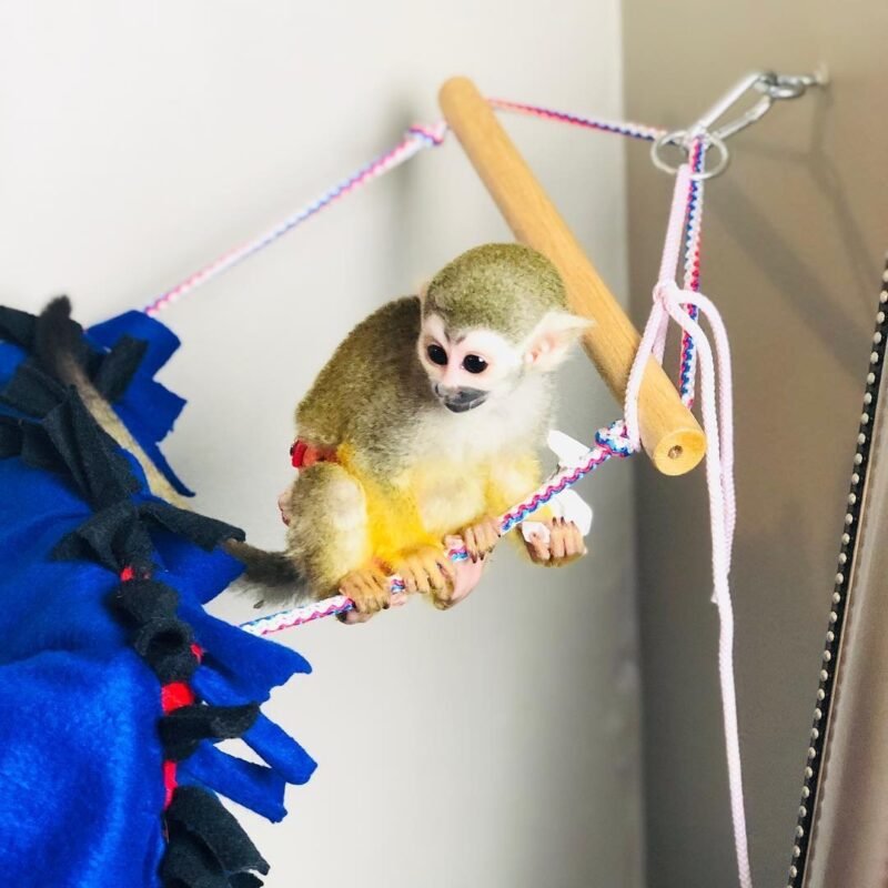 Squirrel Monkeys For Sale