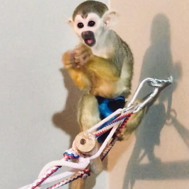 Squirrel Monkeys For Sale - Image 2