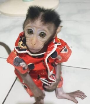 richard macaque fashion icon