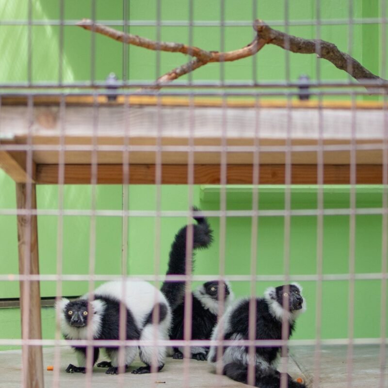 Black-and-white ruffed lemur Males - Image 2