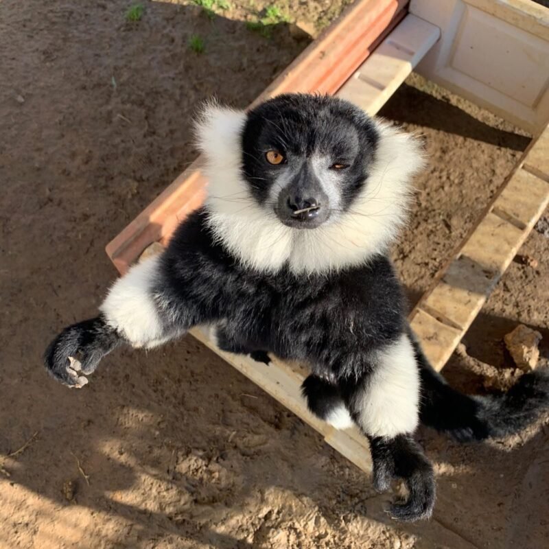 Black-and-white ruffed lemur Males - Image 3