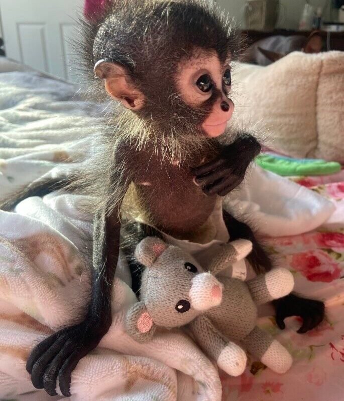 miley spider monkey baby