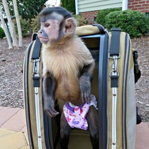 primate bag