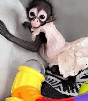 Nikki spider monkey princess exotic pet female beauty