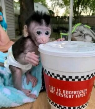 clarence macaque monkey soda mischeif