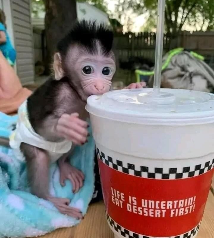 clarence macaque monkey soda mischeif