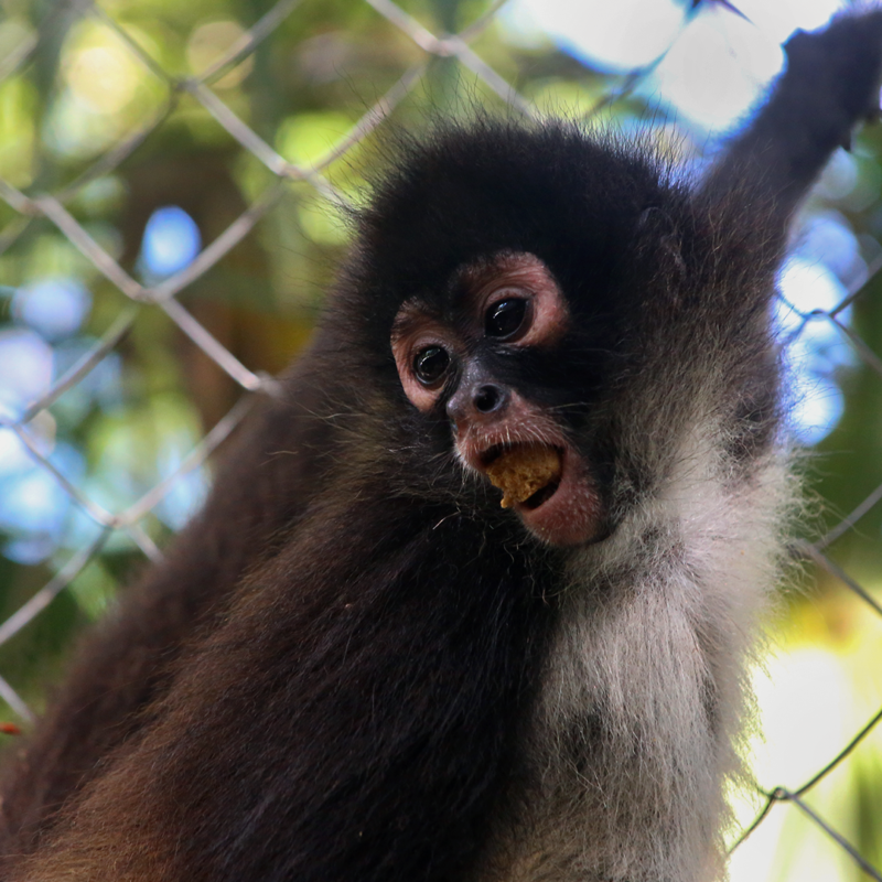 CATALINA-Spider Monkey Baby - Image 2