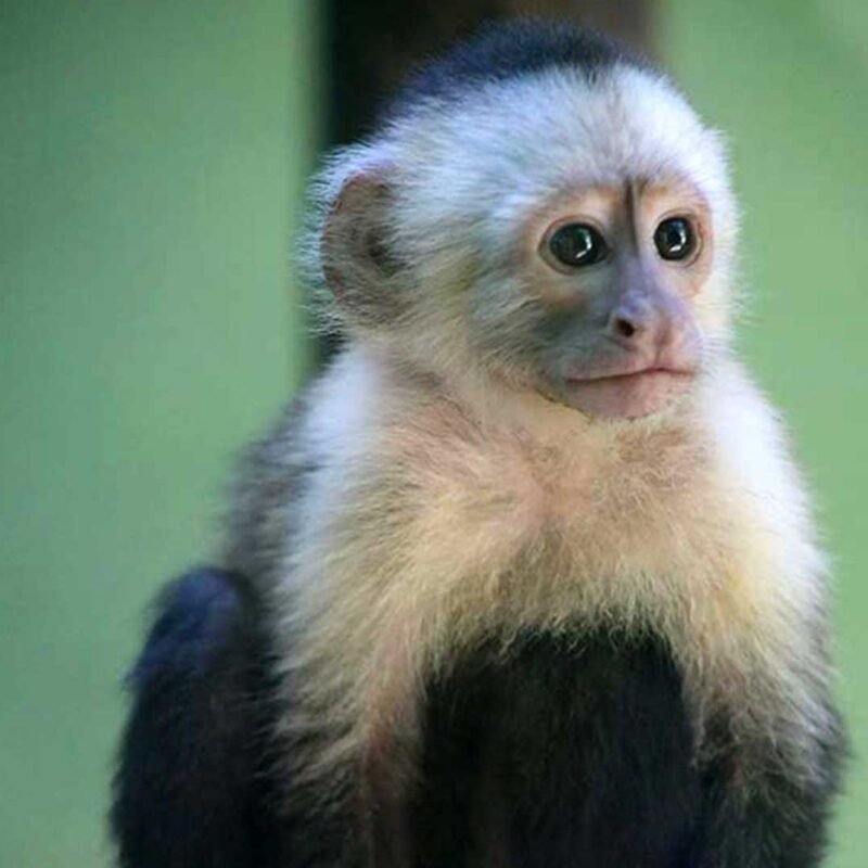KIMI-White-faced capuchin Baby - Image 7