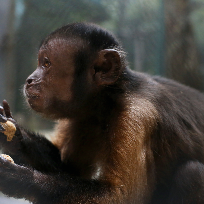 CHARLY-BLACK-FACED CAPUCHIN Baby - Image 6