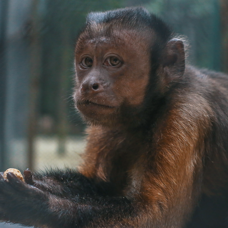 CHARLY-BLACK-FACED CAPUCHIN Baby - Image 2