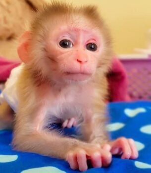 marcus male macaque adventurer exotic pets for sale