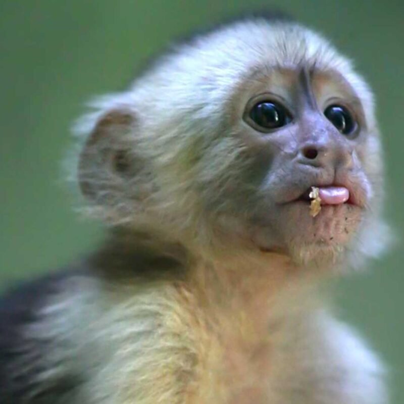 KIMI-White-faced capuchin Baby