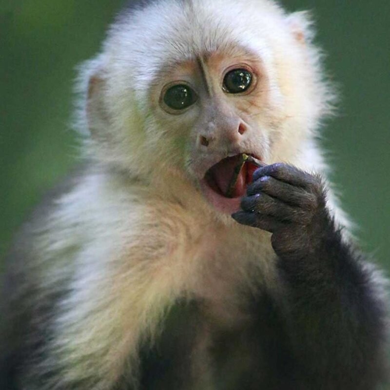 KIMI-White-faced capuchin Baby - Image 10
