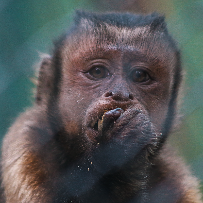 CHARLY-BLACK-FACED CAPUCHIN Baby - Image 7