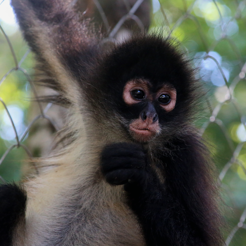 CATALINA-Spider Monkey Baby - Image 5