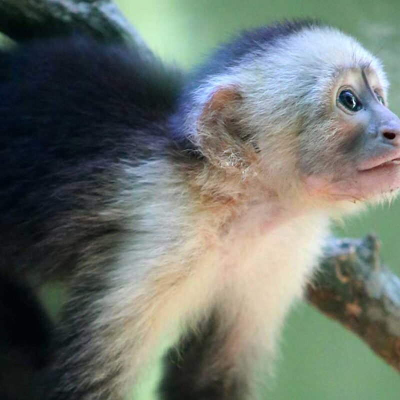 KIMI-White-faced capuchin Baby - Image 9