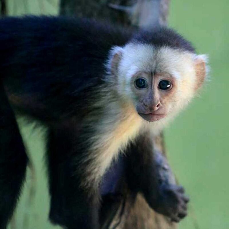 KIMI-White-faced capuchin Baby - Image 6