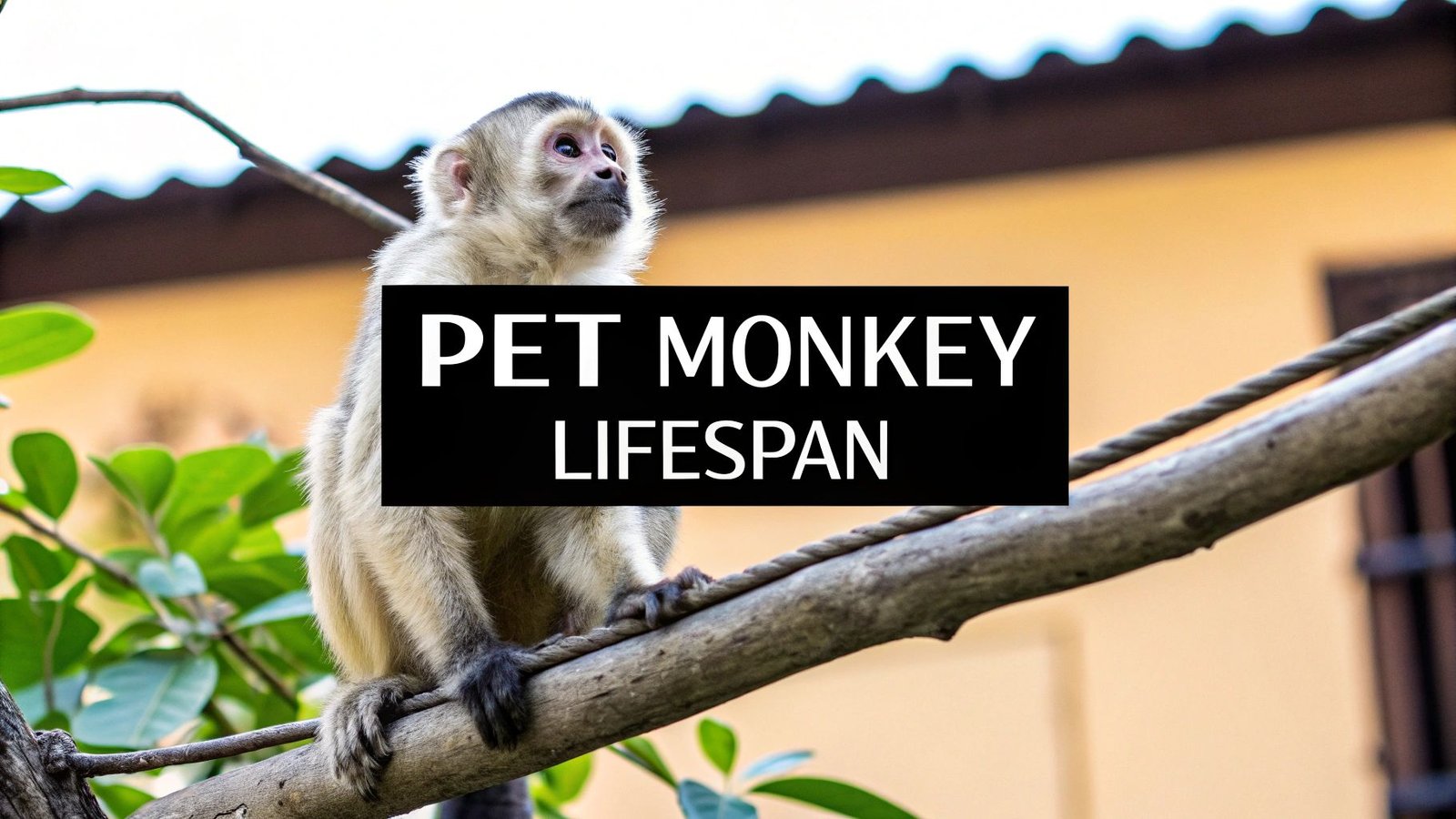How Long Do Pet Monkeys Live? 6 Species & Care Facts - primatepet.com