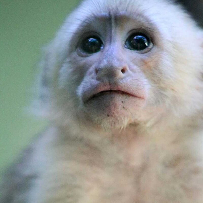 KIMI-White-faced capuchin Baby - Image 4