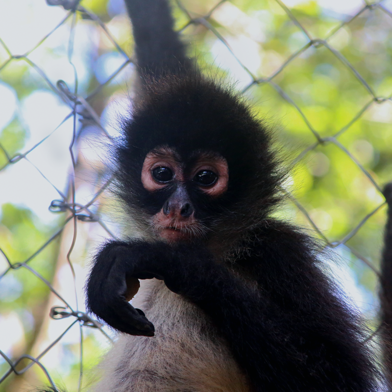 CATALINA-Spider Monkey Baby - Image 3