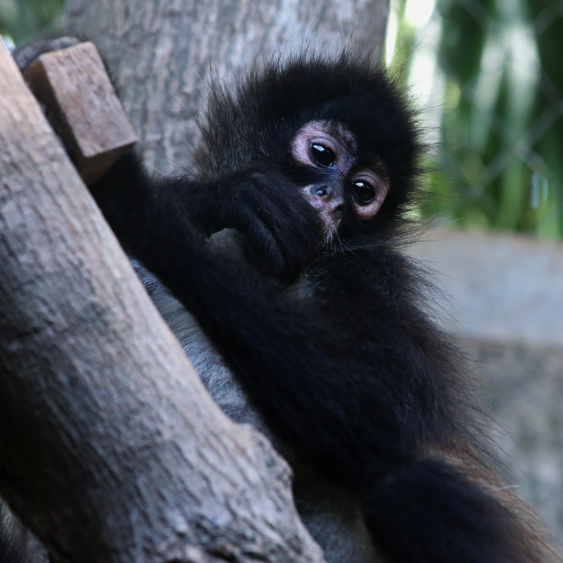 CATALINA-Spider Monkey Baby - Image 8